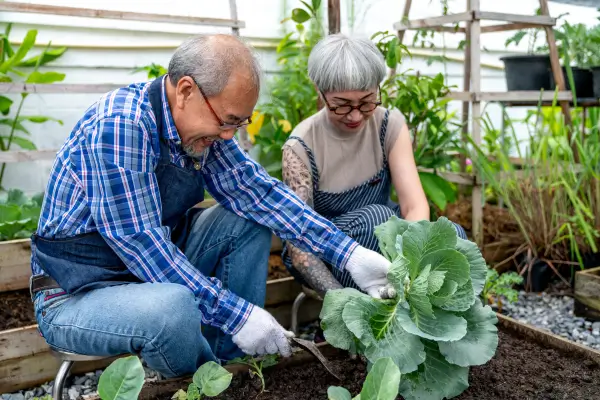 Colheita  em Hortas Urbanas: Como Fazer Mais com Menos Espaço