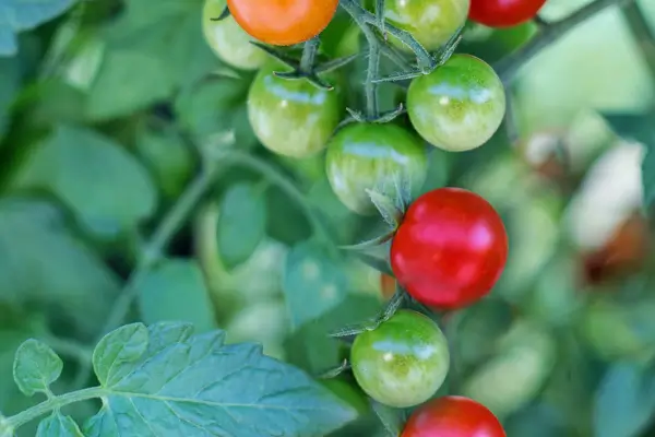 Cuidados Essenciais para Cultivar Vegetais em Jardins de Apartamento Jardinagem em Espaços Reduzidos