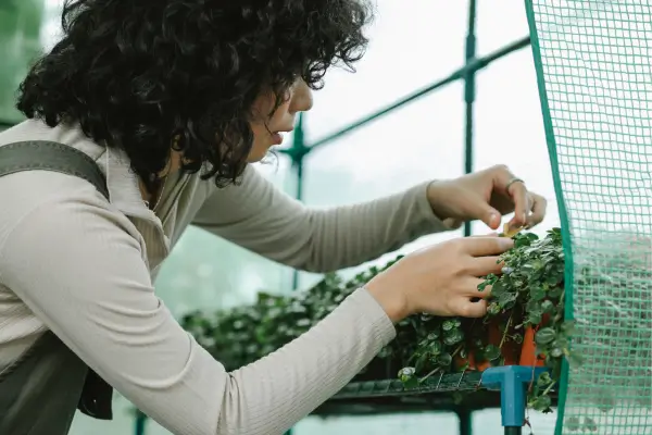 Soluções Criativas para a Cultivo de Plantas em Varandas Pequenas