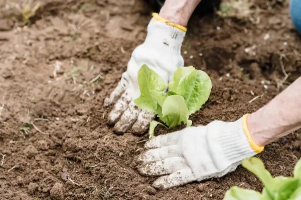 Otimização de Cuidados: Como Cultivar Ervas Aromáticas em Ambientes Compactos