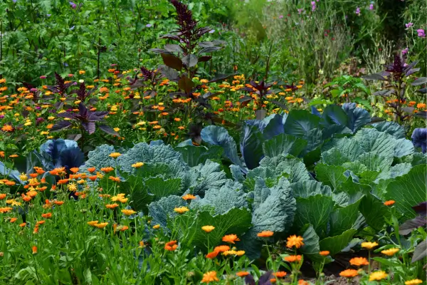 O Guia Definitivo de Cuidados com as Flores em Espaços Reduzidos