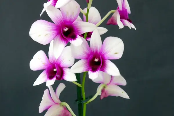 Como Cuidar de Orquídeas: Guia Completo para o Cultivo Ideal